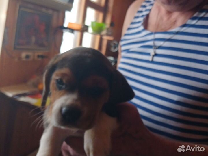 Щенки бигль