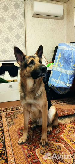 Немецкая овчарка вязка