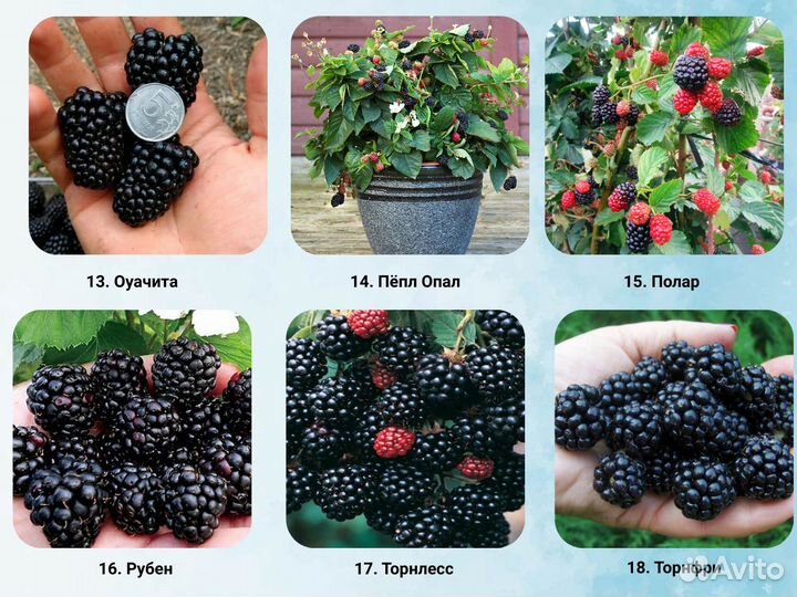 Саженцы ежевики, ежевика