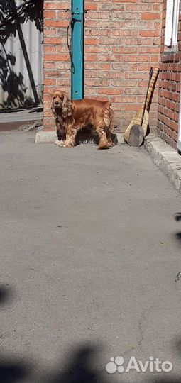 Вязка.Кокер спаниель