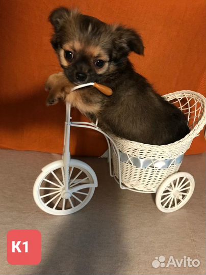 Щенки чихуахуа