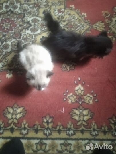 Котятки в добрые руки