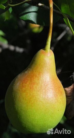 Саженцы груши Феерия