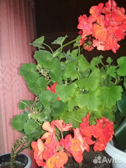 Комнатные цветы