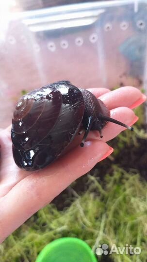 Плеуродонт Экселленс эксы