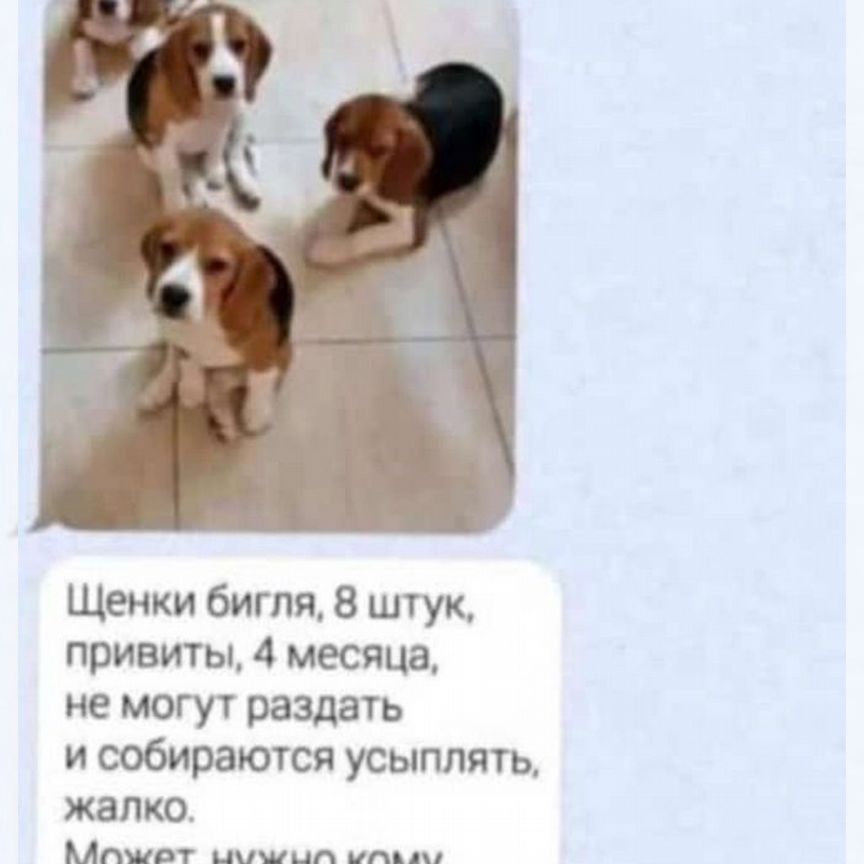 Щенки бигль в добрые руки