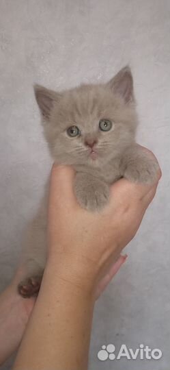 Британские котята