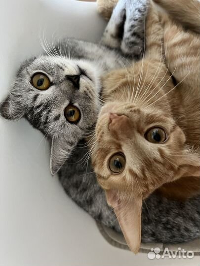 Кошки в добрые руки