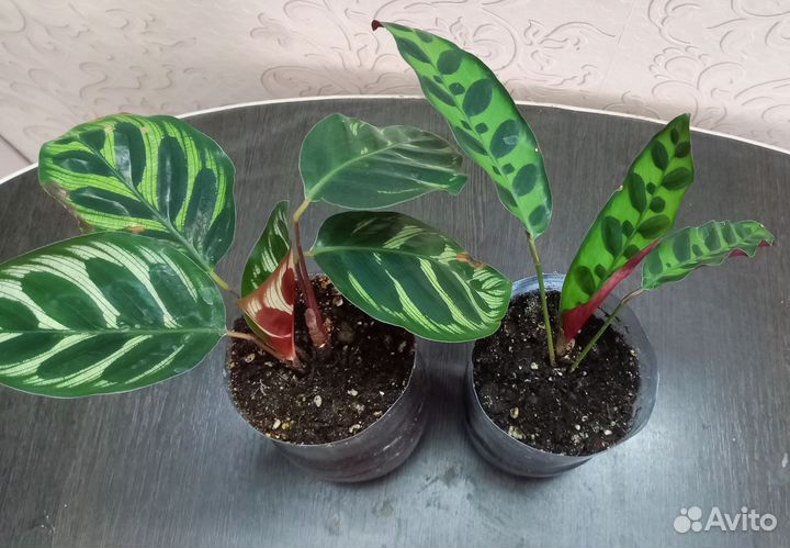 Калатея Макоя и лансифолия.Домашние цветы