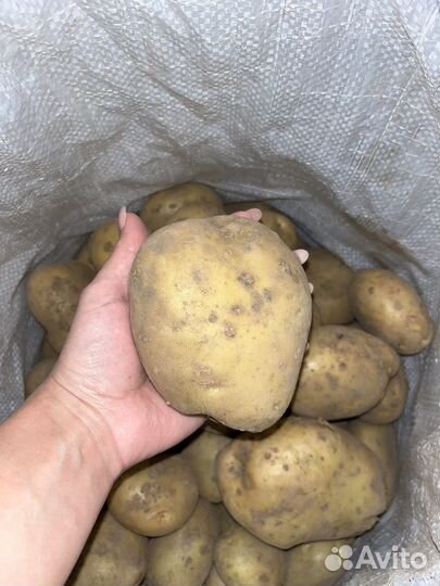 Отборный картофель