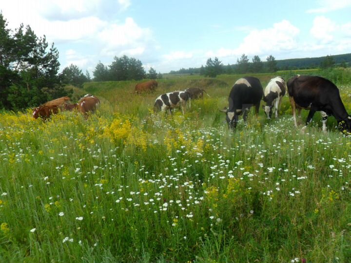 Дом 273 м² на участке 70 сот.