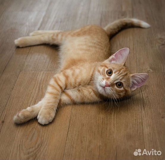 Рыжий котенок девочка