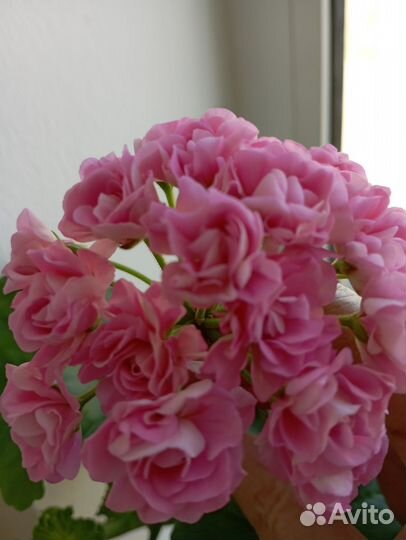 Пеларгонии