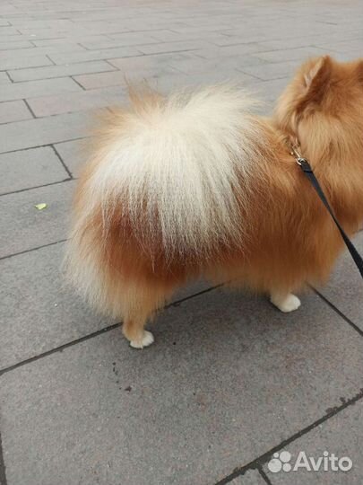 Шпиц для вязки