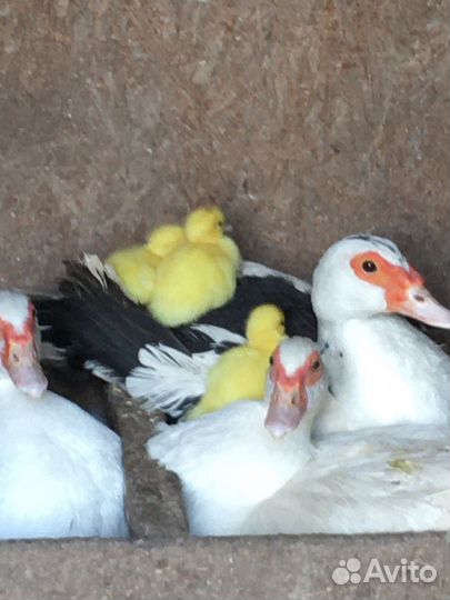 Плавающий корм для уток