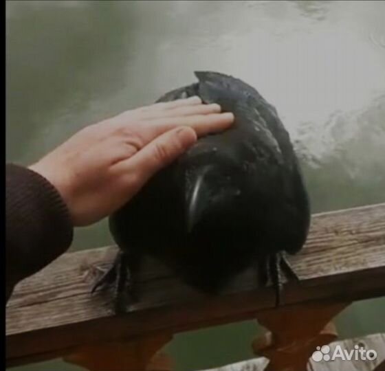 Самая преданная птица