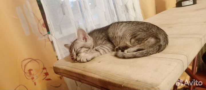 Кошка в дар