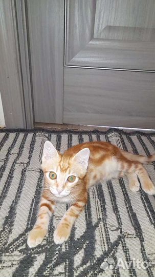 Мальчишка ищет дом