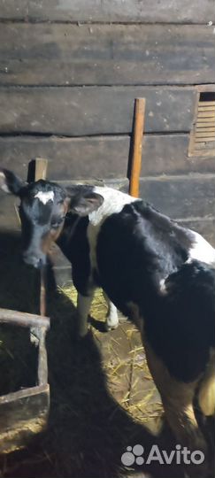 Корова теленок 1.5 месяца