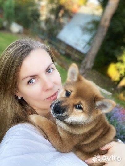 Щенок Сиба Ину