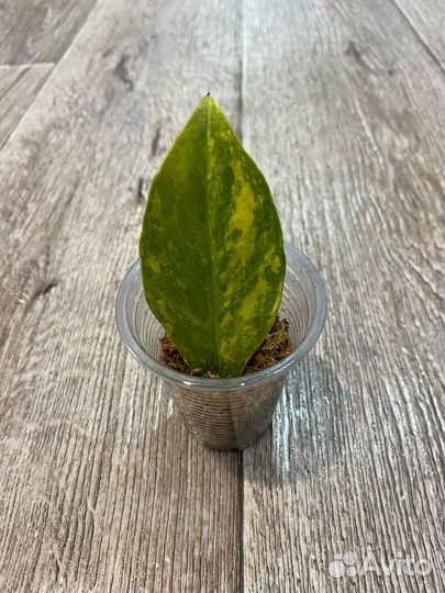 Большой выбор комнатных цветов