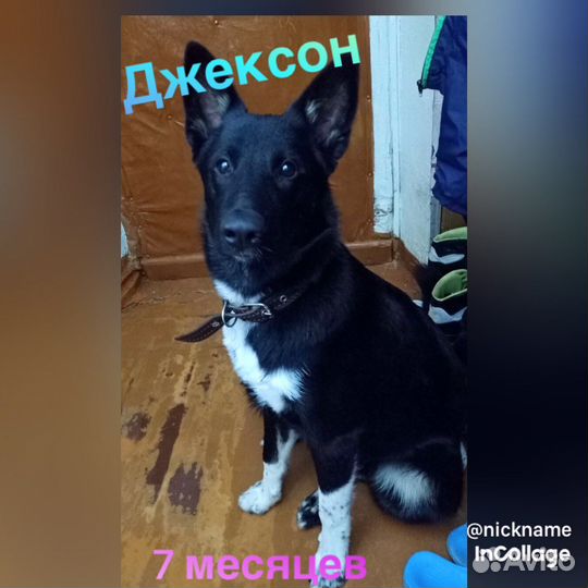 Щенок в добрые руки бесплатно