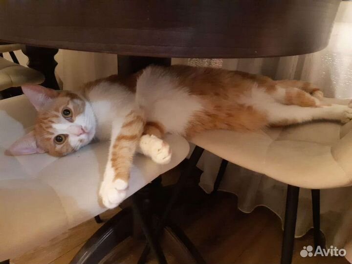 Кошка в дар