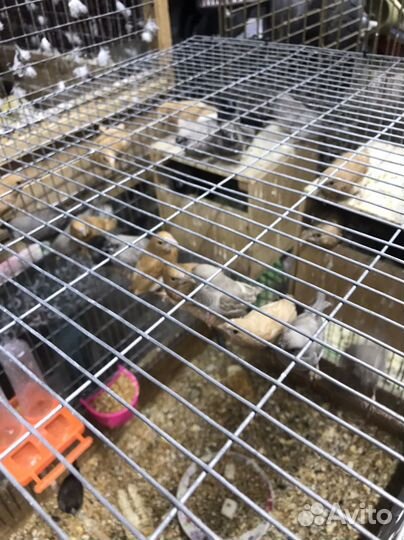 Канарейка амадины