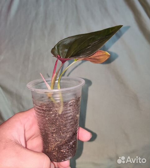 Сингониум эритрофиллум