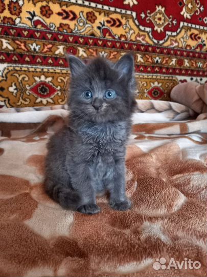 Кошки в добрые руки бесплатно