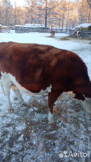 Быки 300+ в Респ Алтай