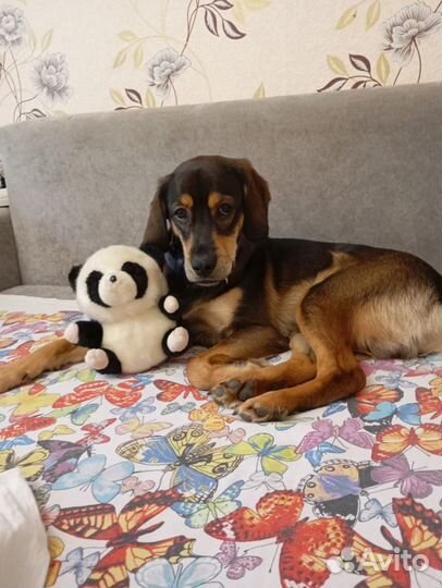 Ищем невесту