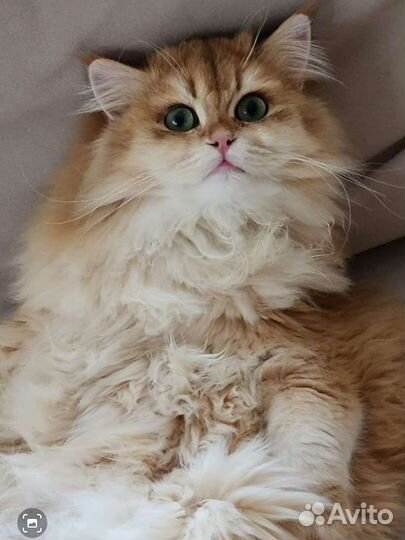 Британский кот вязка