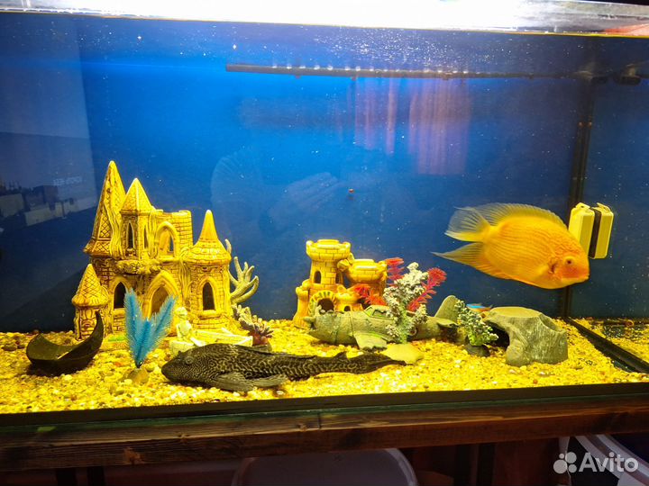 Аквариум с рыбками