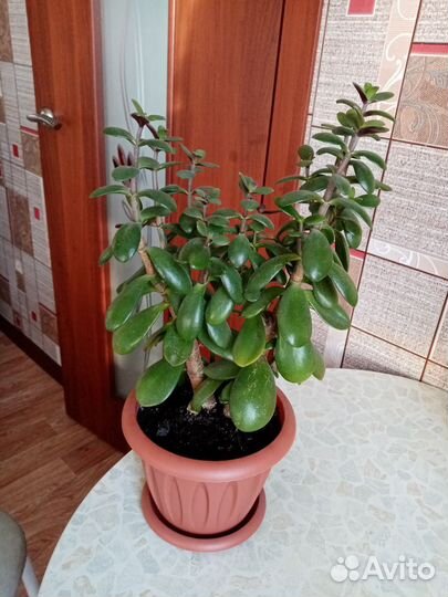 Денежное дерево