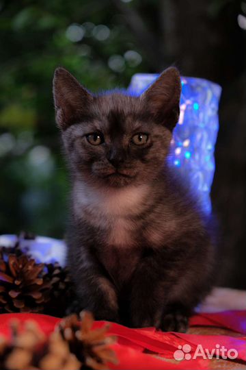 Котята-хранители, будущие защитники хозяина и дома