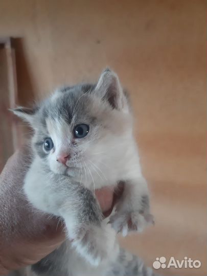 Кошки в добрые руки