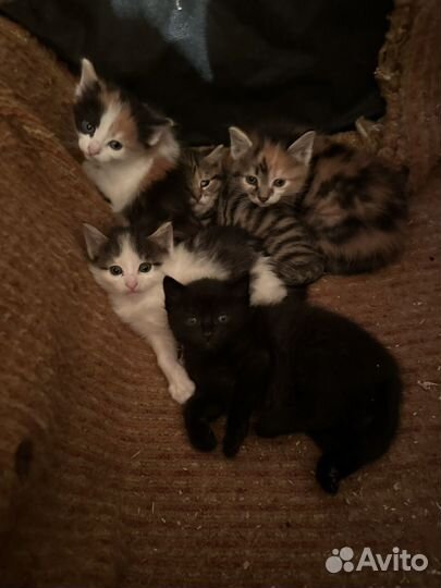 Котята в добрые руки