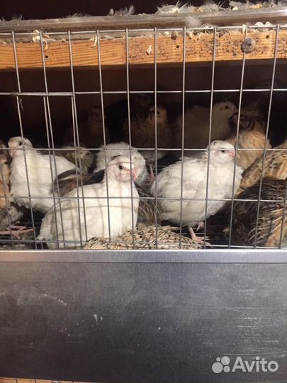 Перепела несушки