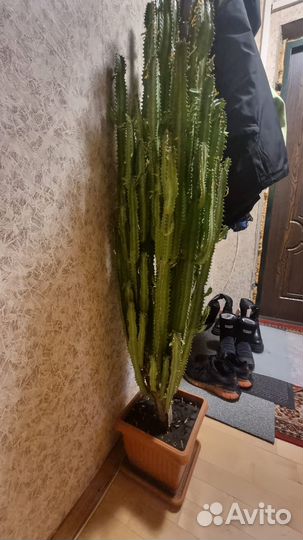 Кактус молочай дерево 1.5 метра