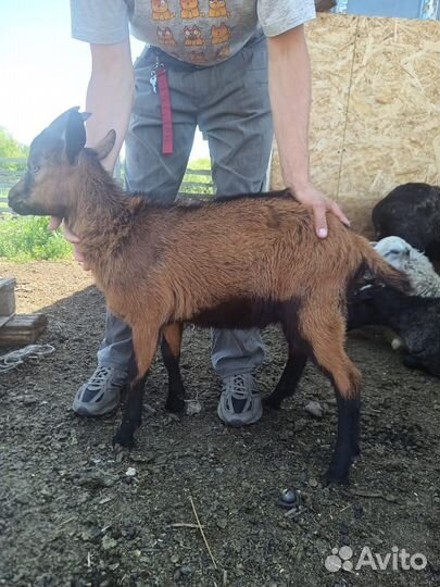 Козлики и козочки чешские