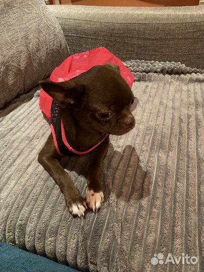 Чихуахуа девочка