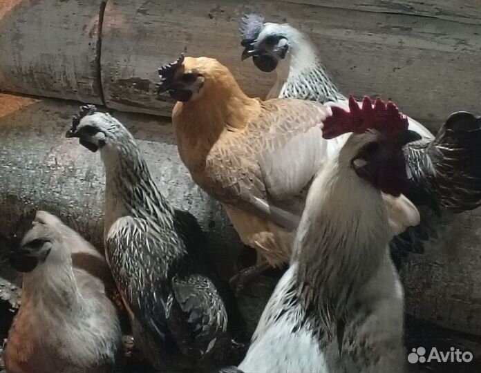 Яйцо Люйкеданцьзи инкубационное