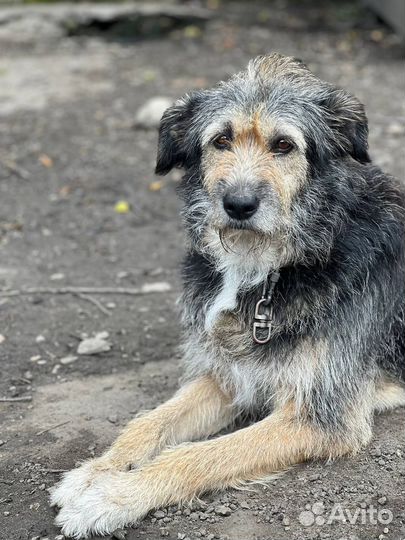 Собака в добрые руки бесплатно Долли