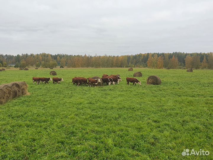 Герефорды бычки мясные на откорм и племя
