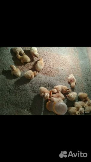 Птенцы перепела, несушки,самцы