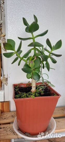 Комнатные суккуленты