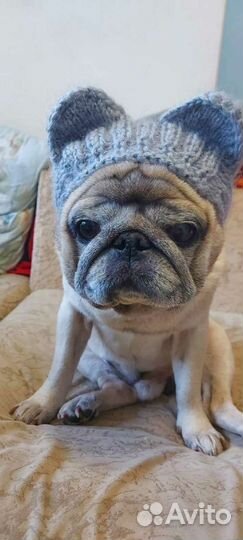 Мастер класс по вязанию шапки для мопса видео