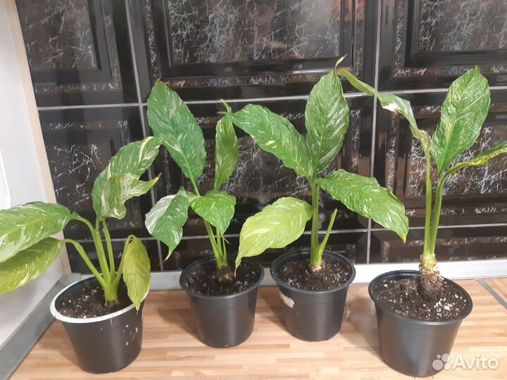 Спатифиллум домино