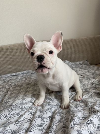 Французский бульдог девочка
